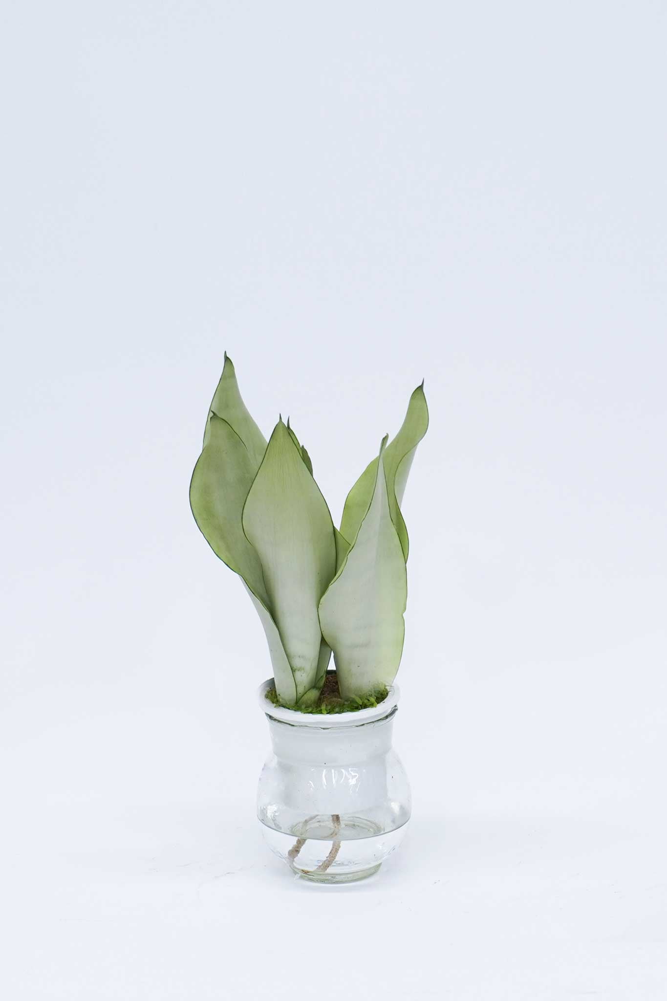 Sansevieria Trifasciata