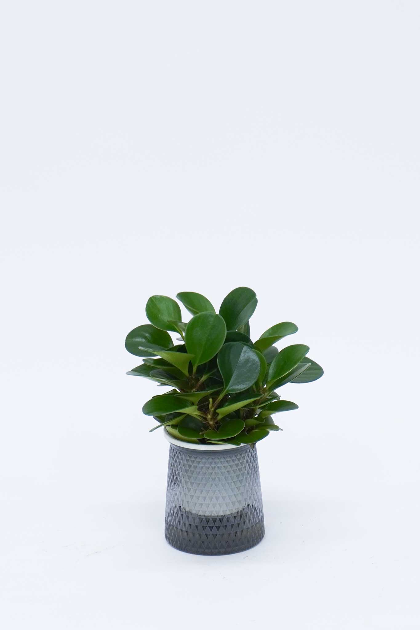 水培碧玉 Peperomia obtusifolia Grown Hydroponically