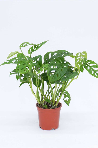 洞洞芋 Monstera obliqua