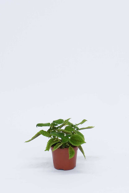 皺葉冷水花 Pilea Mollis