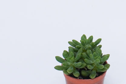 春萌 Sedum 'Alice Evans'