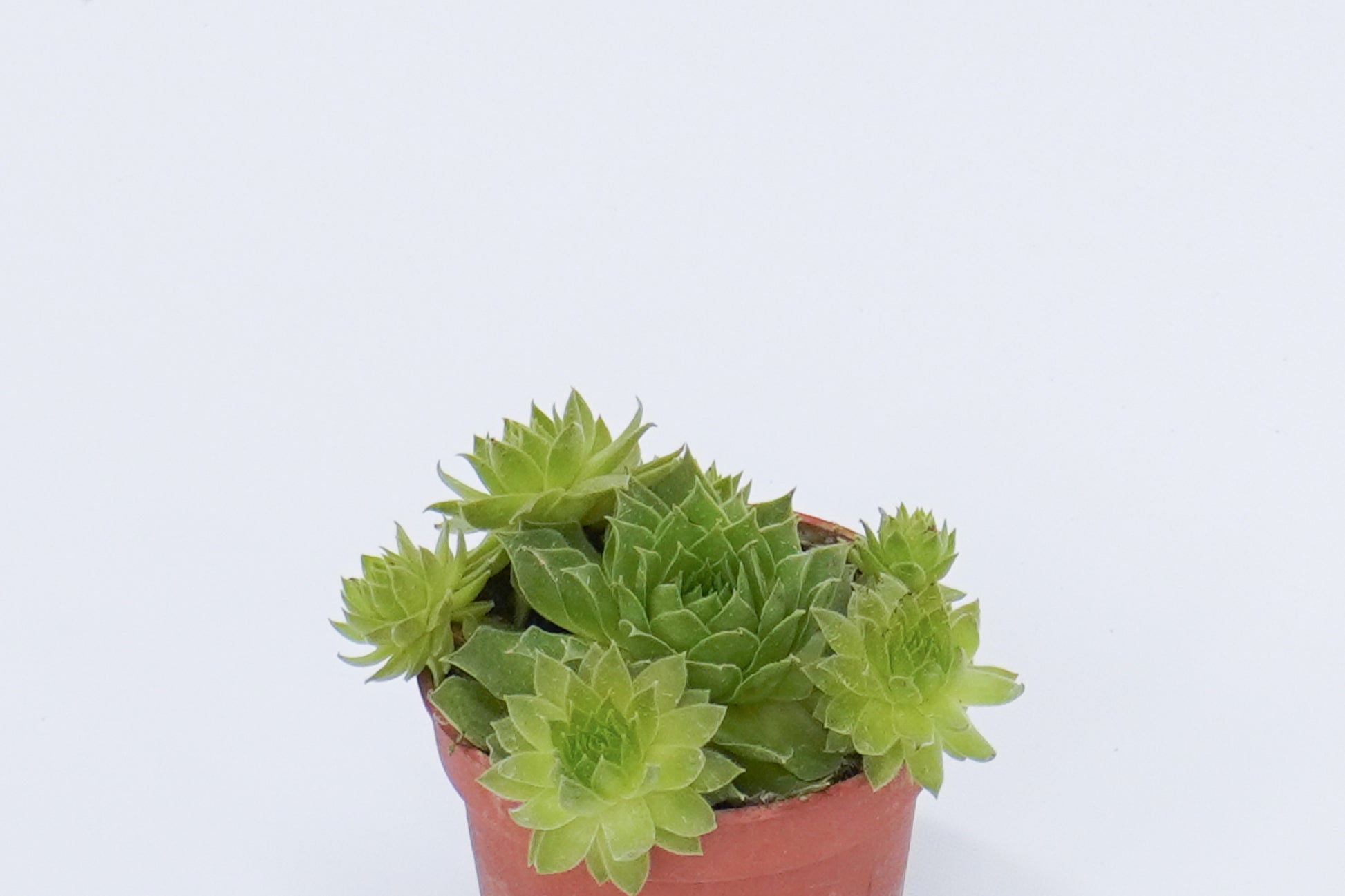 觀音蓮 Sempervivum Tectorum