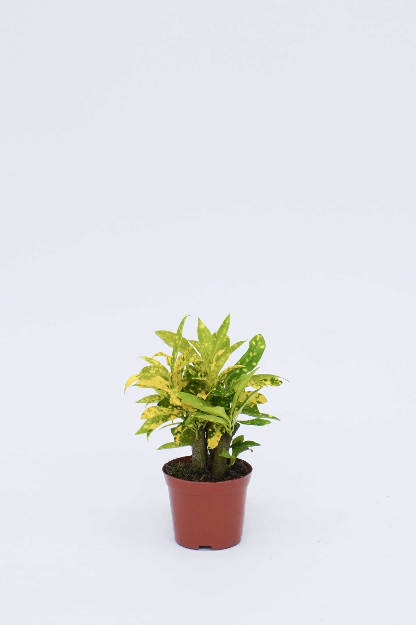 點金 Codiaeum variegatum 'Aucubaefolia'