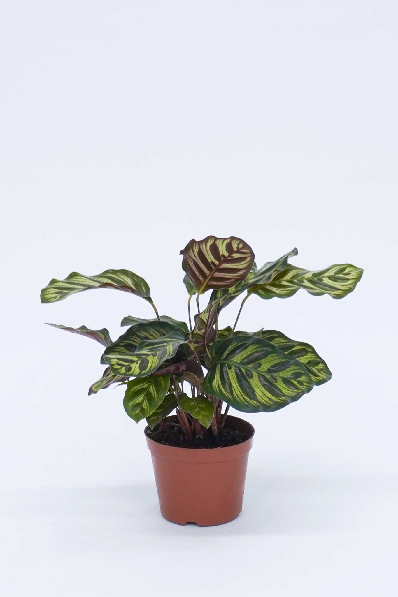 孔雀竹芋 Calathea Makoyana