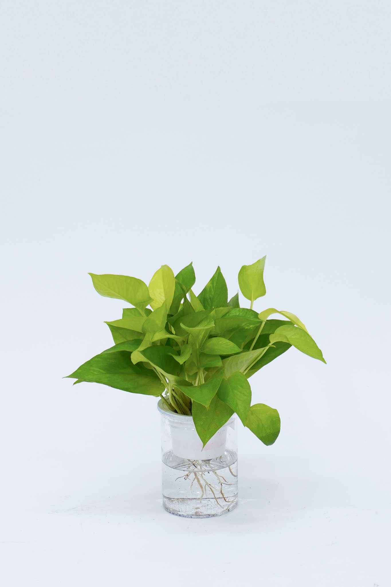 水培黃金葛 Epipremnum Aureum