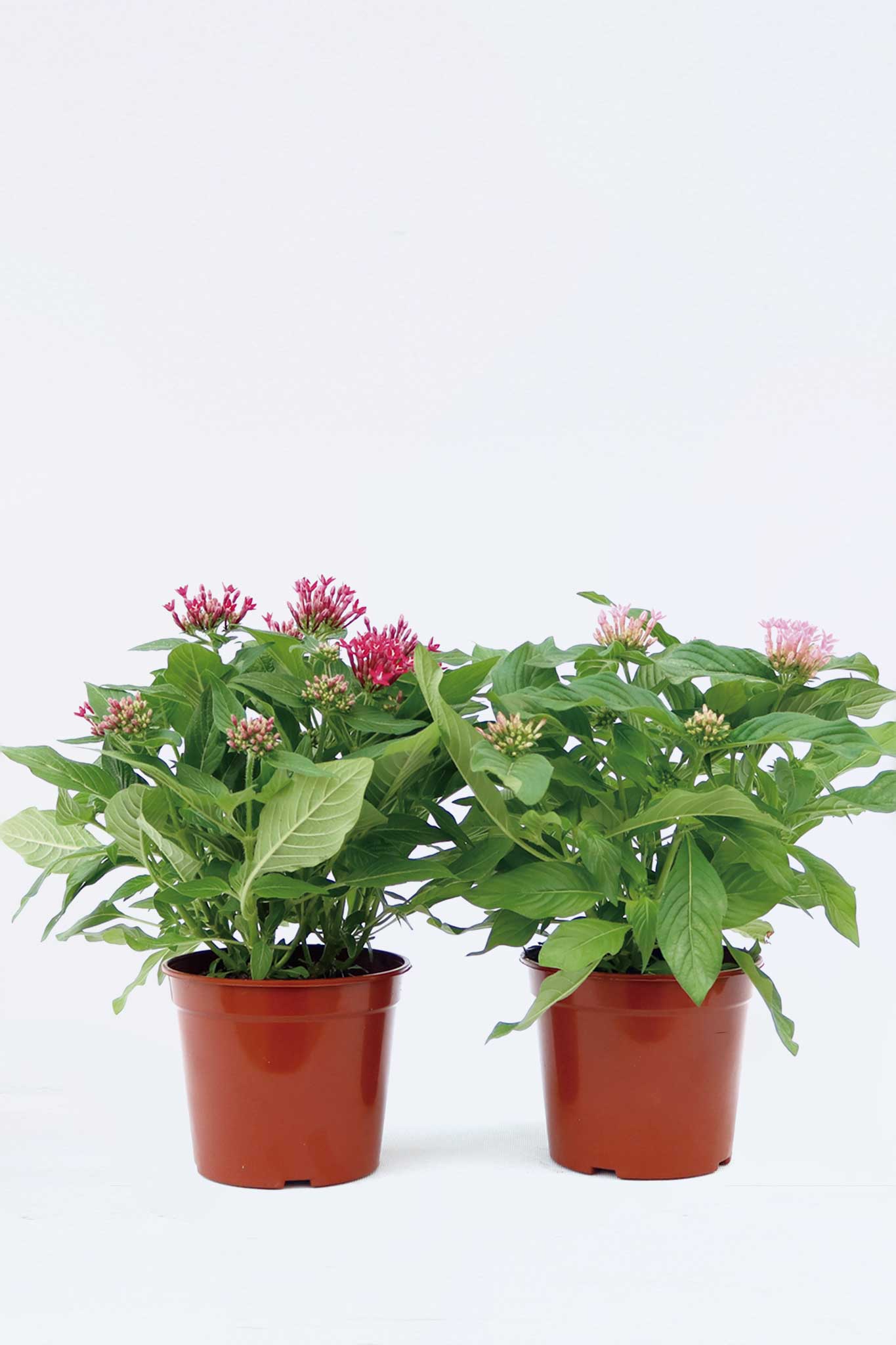 五星花  Pentas lanceolata