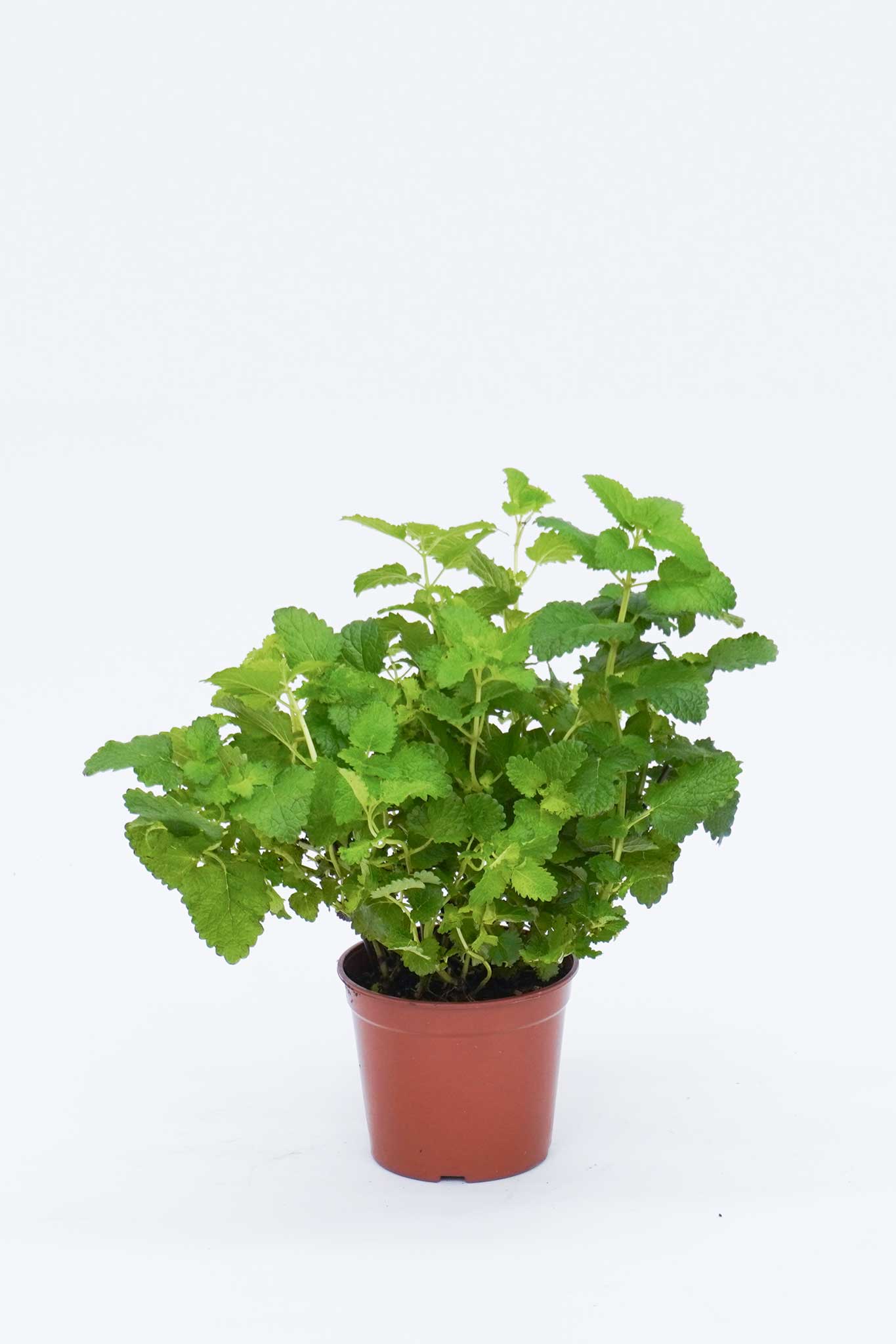 檸檬薄荷 Mentha Citrata