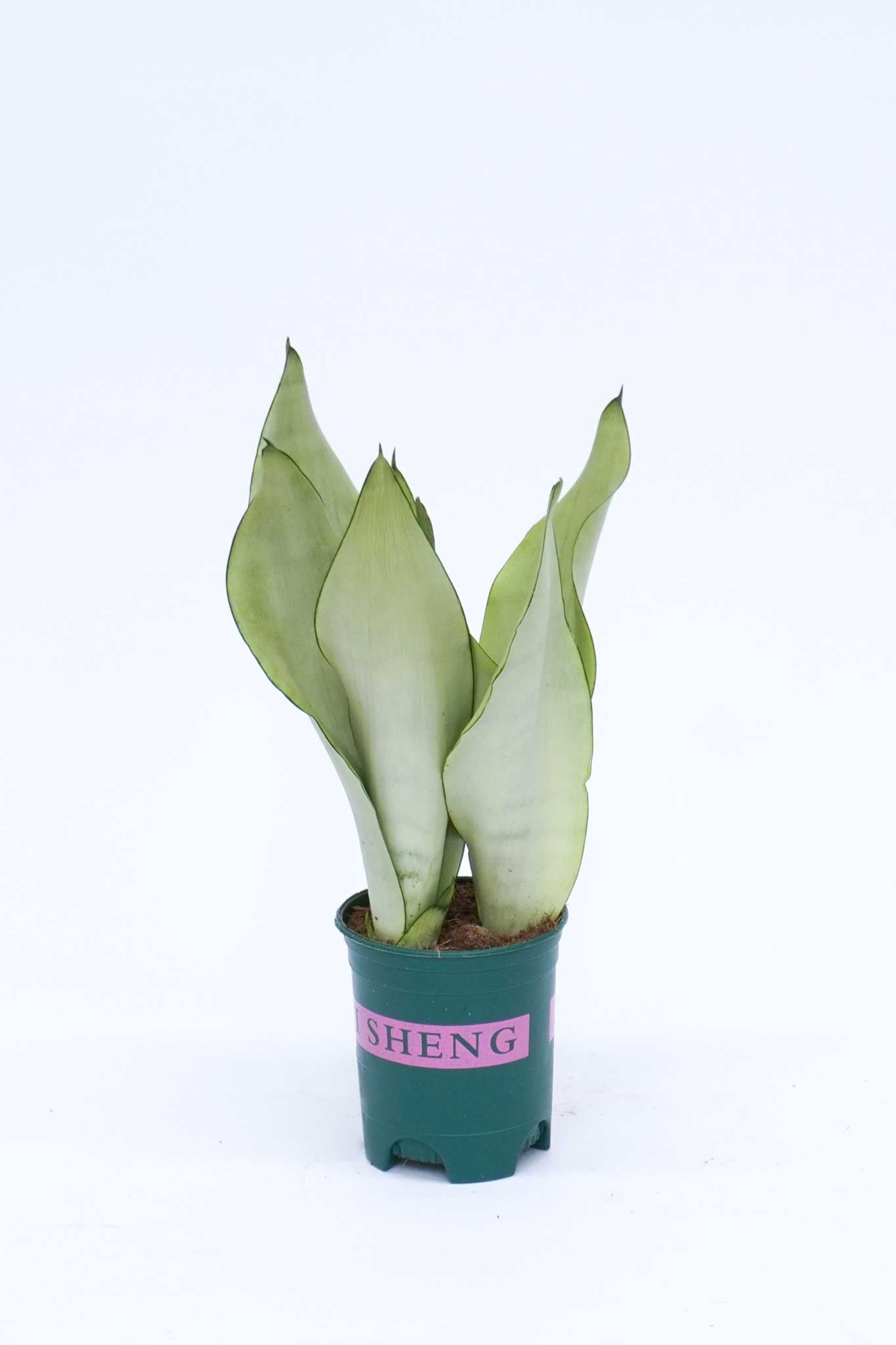 虎尾蘭 Sansevieria Trifasciata