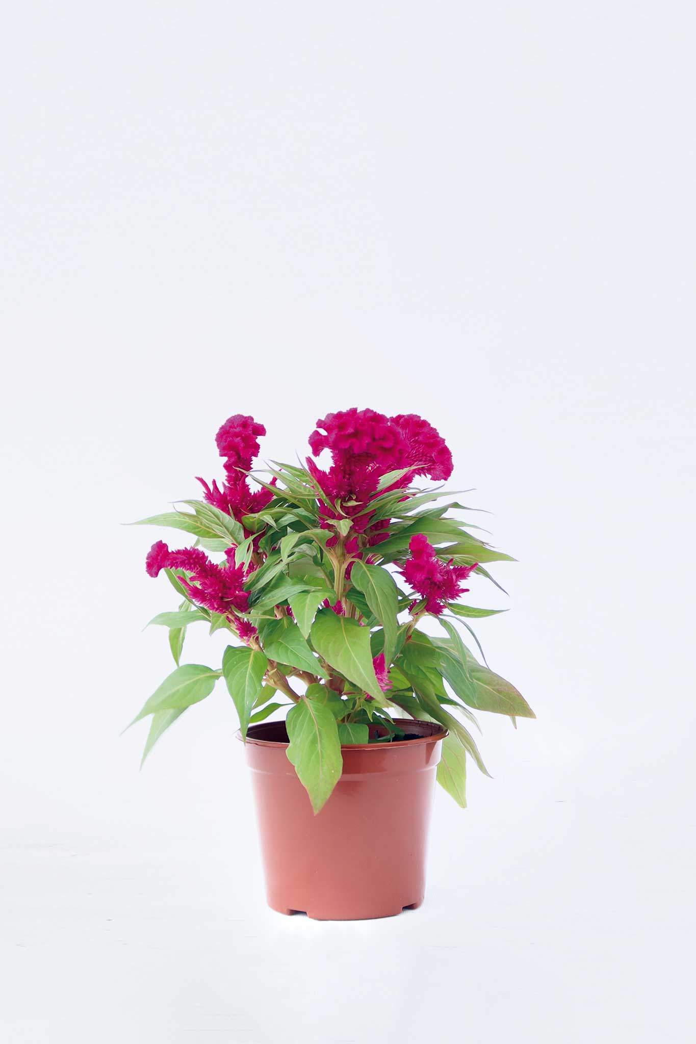 雞冠花 Celosia Cristata