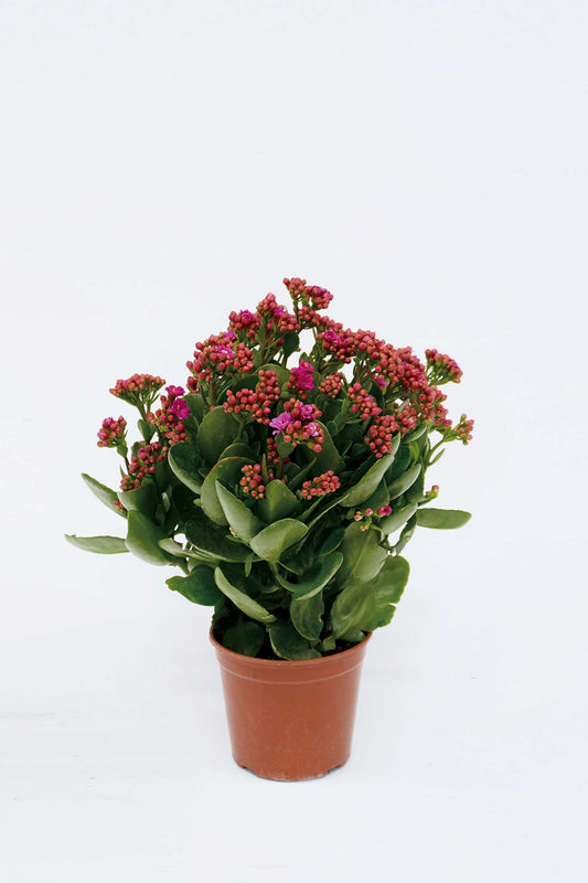 家樂花 Kalanchoe