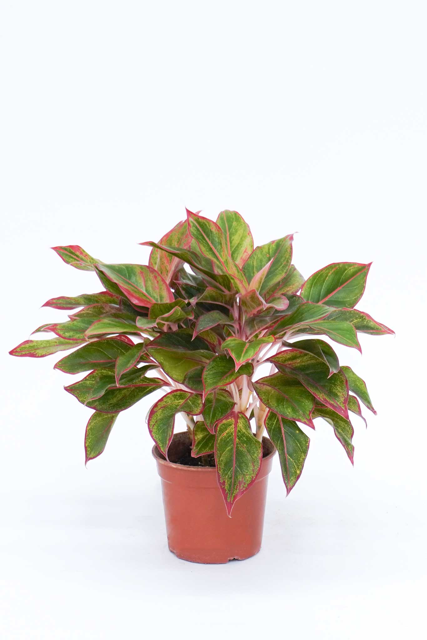 如意 Aglaonema