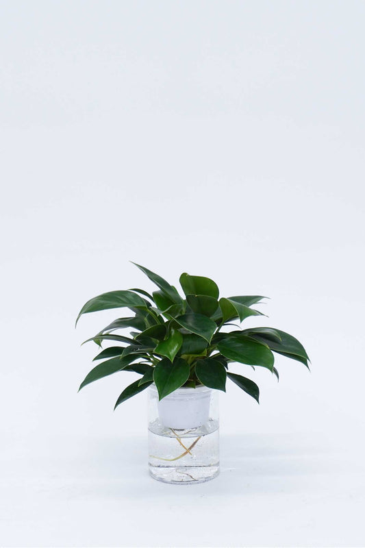 水培綠公主蔓綠絨 Philodendron 'Green Princess Grown hydroponically