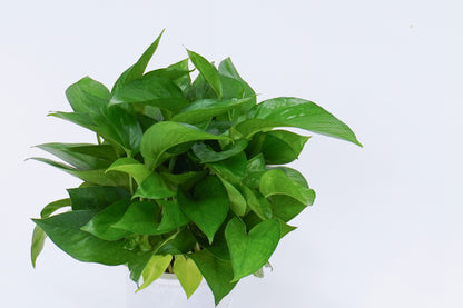 水培黃金葛 Epipremnum Aureum Grown Hydroponically