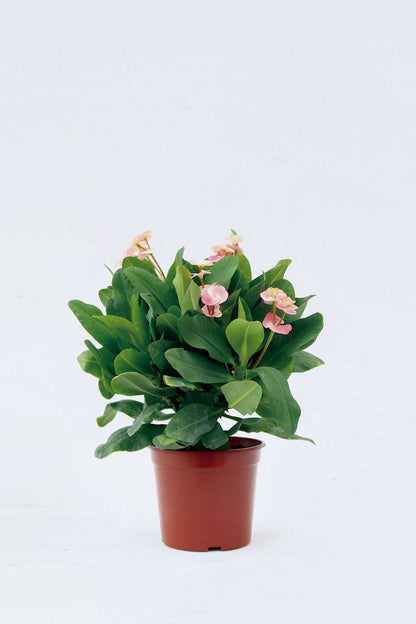 勒海棠 Euphorbia Milii