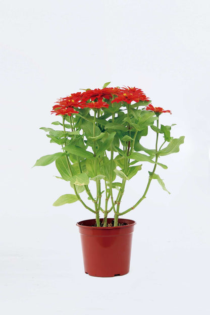 魚尾菊 (大花)  Zinnia Elegans