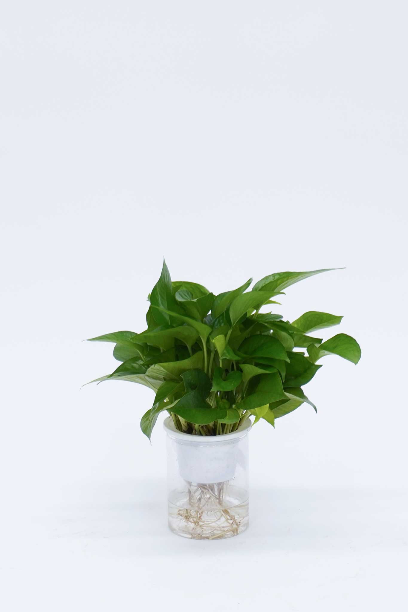 水培黃金葛 Epipremnum Aureum Grown Hydroponically