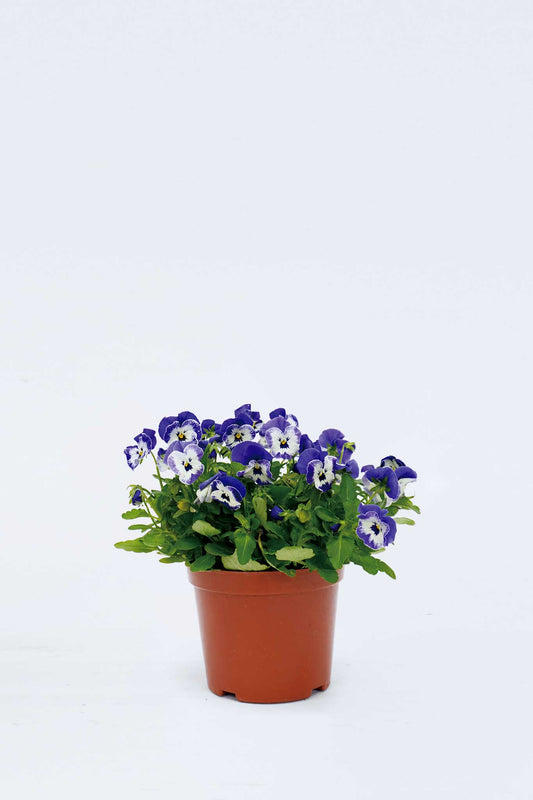 三色堇 ‎Viola Tricolor