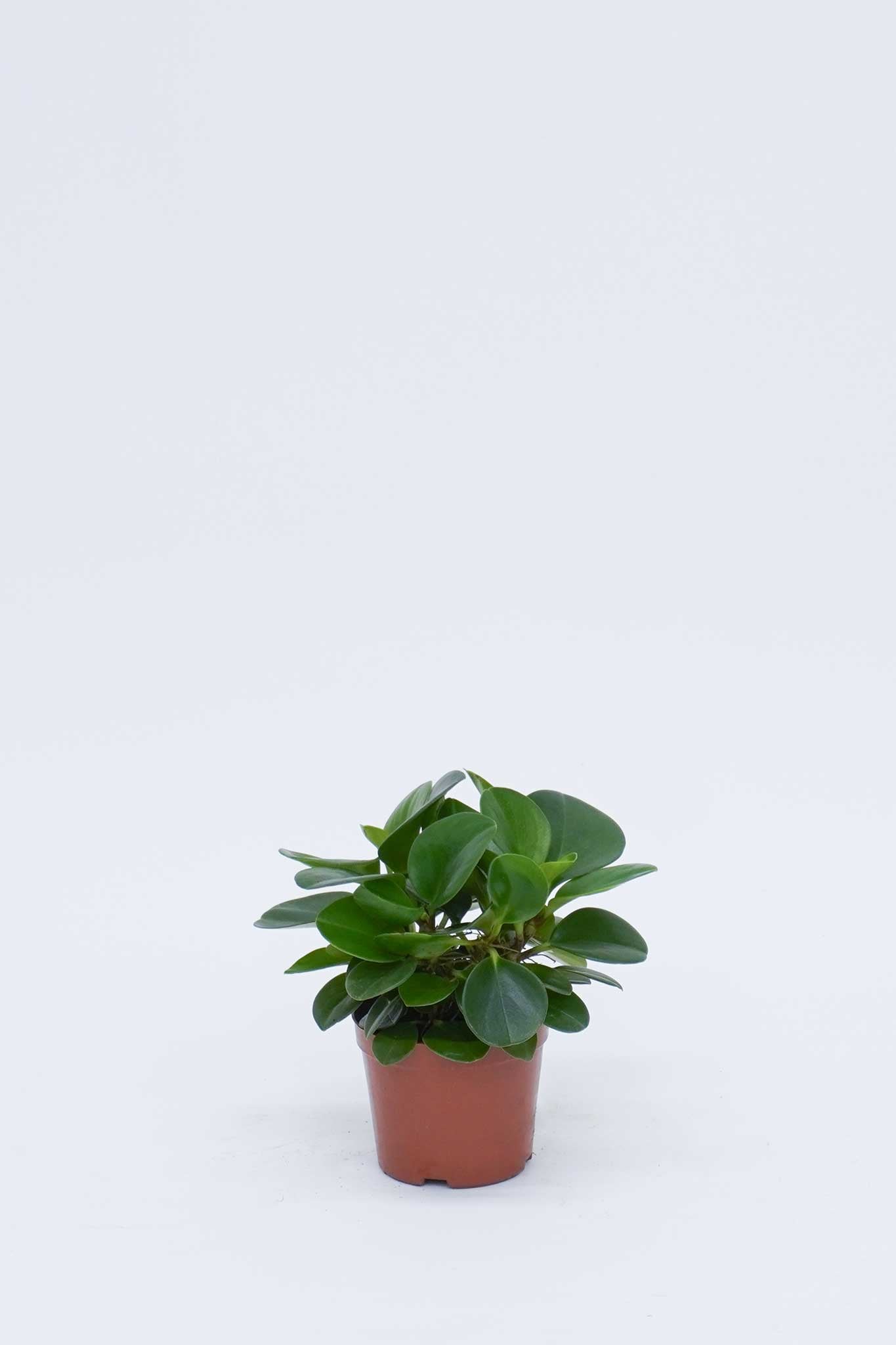 碧玉 Peperomia Obtusifolia