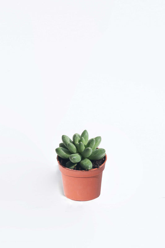 Pachyphytum Compactum
