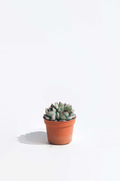 Echeveria Apus
