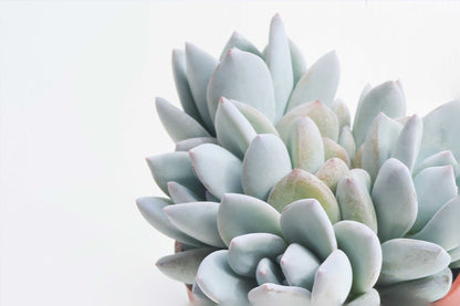 Pachyveria 'Powder Puff'