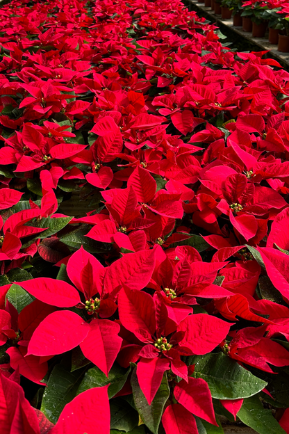 聖誕花 -紅色 Euphorbia Pulcherrima -Red