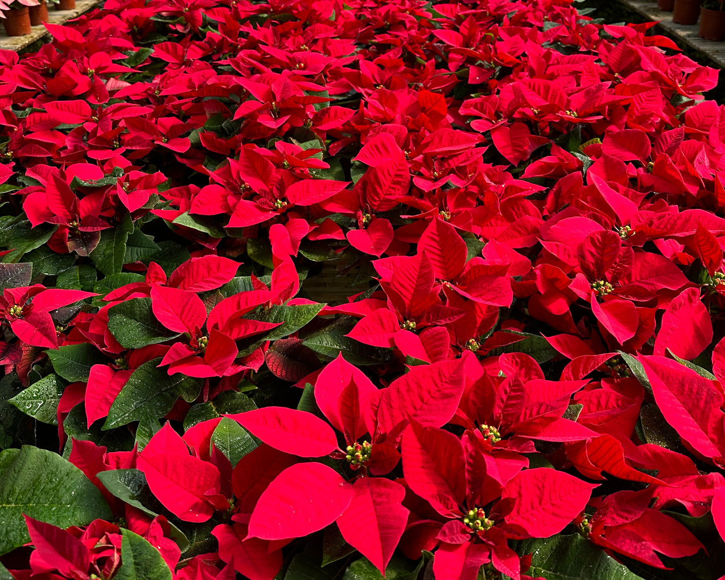 聖誕花 -紅色 Euphorbia Pulcherrima -Red