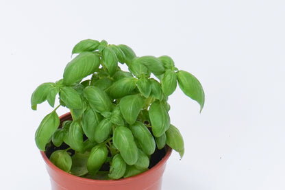 羅勒 Sweet Basil