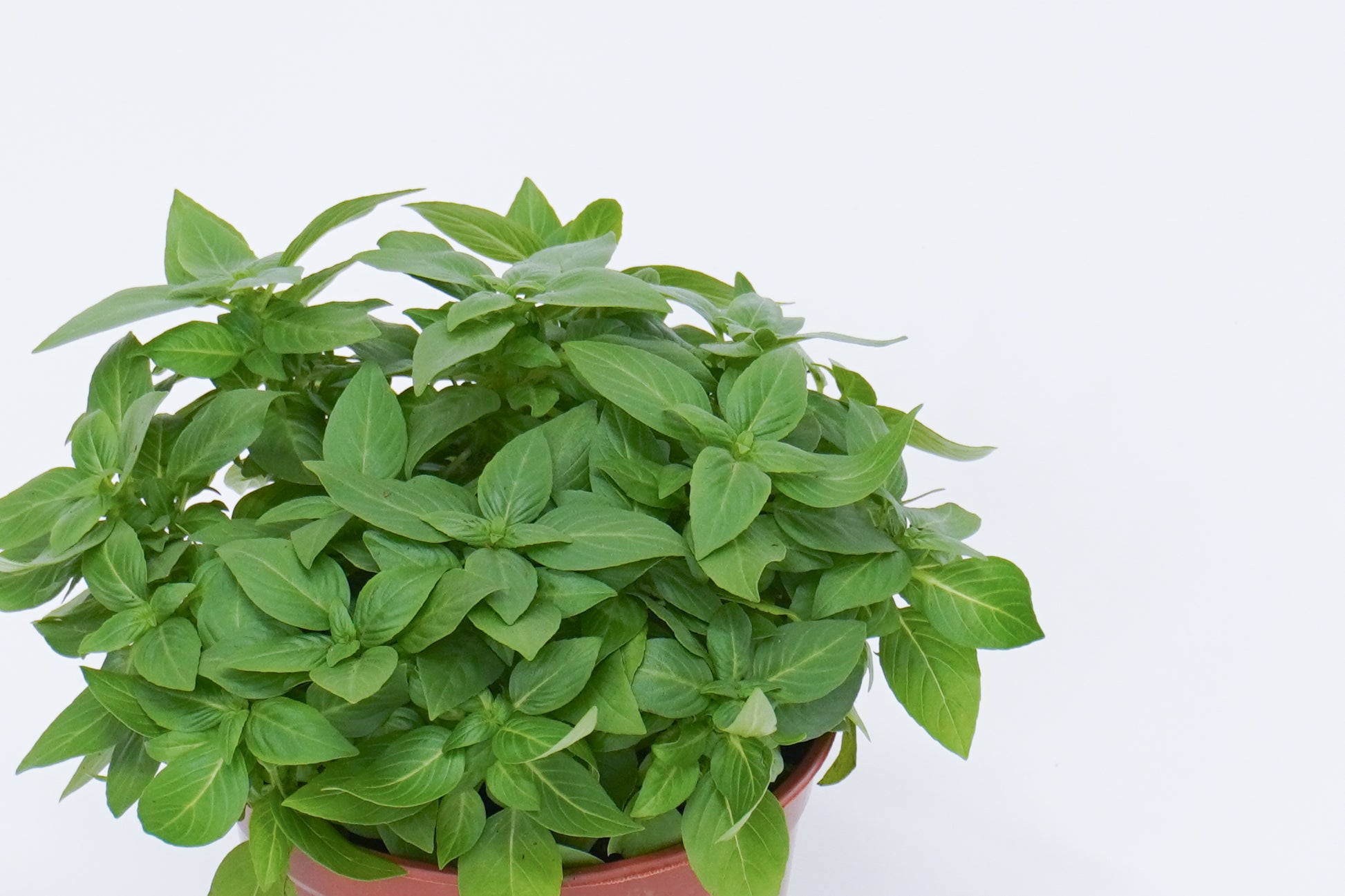 九層塔 Thai Basil