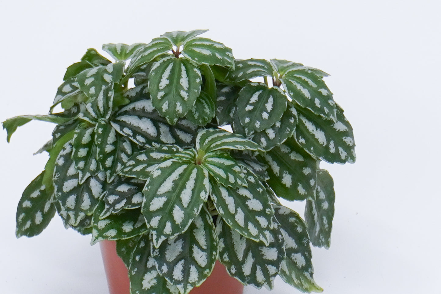 冷水花 Pilea Cadierei