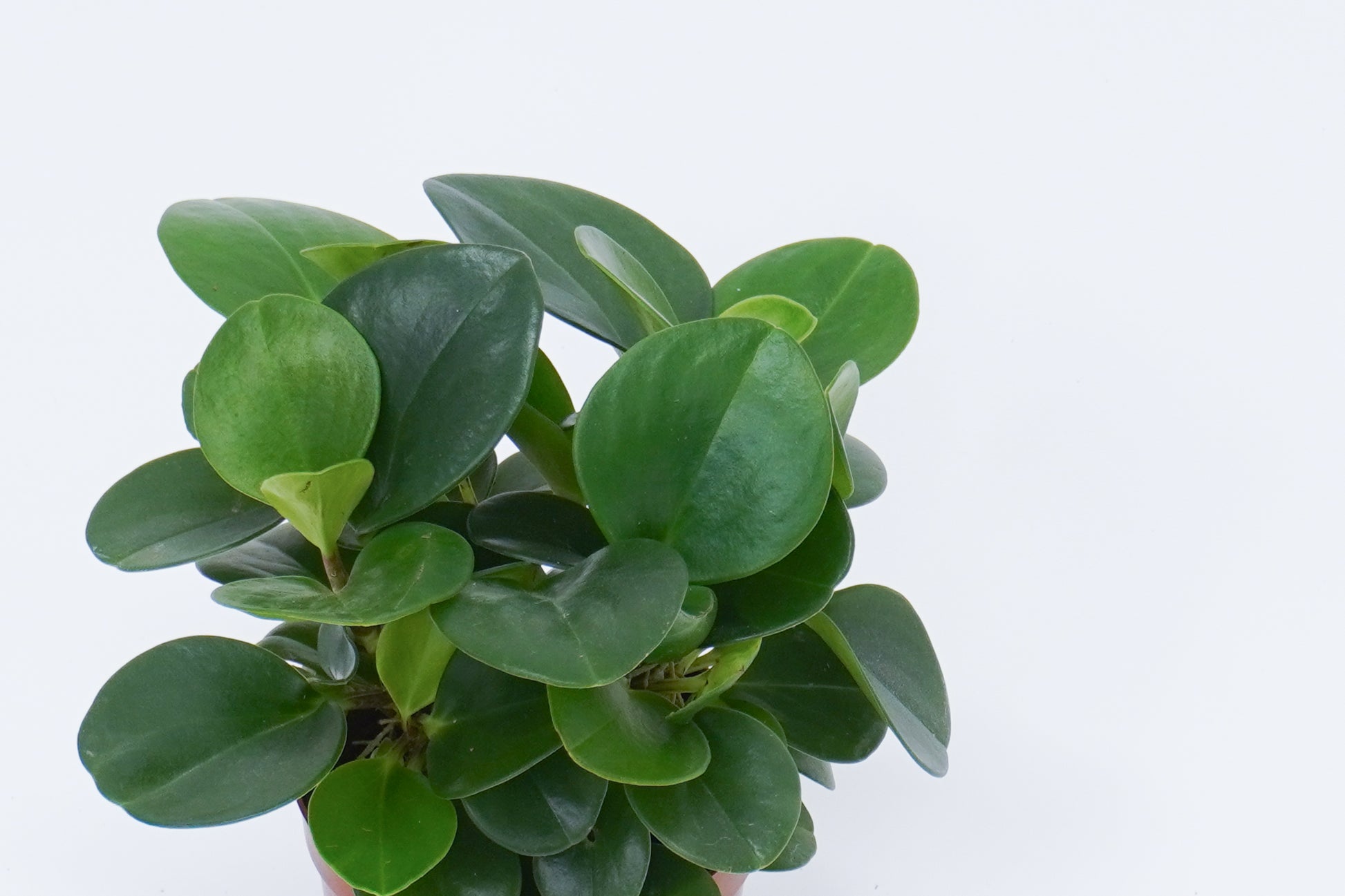 碧玉 Peperomia Obtusifolia