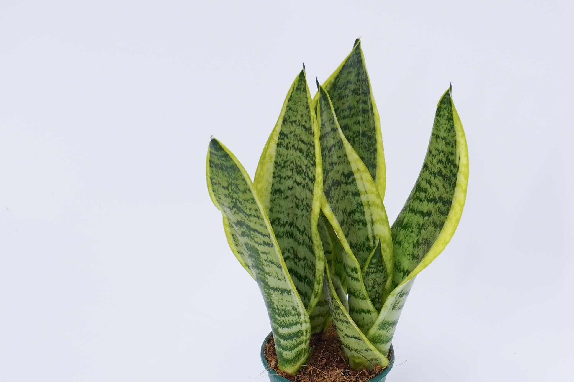 虎尾蘭 Sansevieria Trifasciata