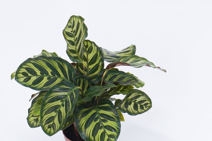 孔雀竹芋 Calathea Makoyana