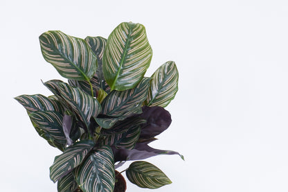 粉線竹芋 Calathea Sanderiana