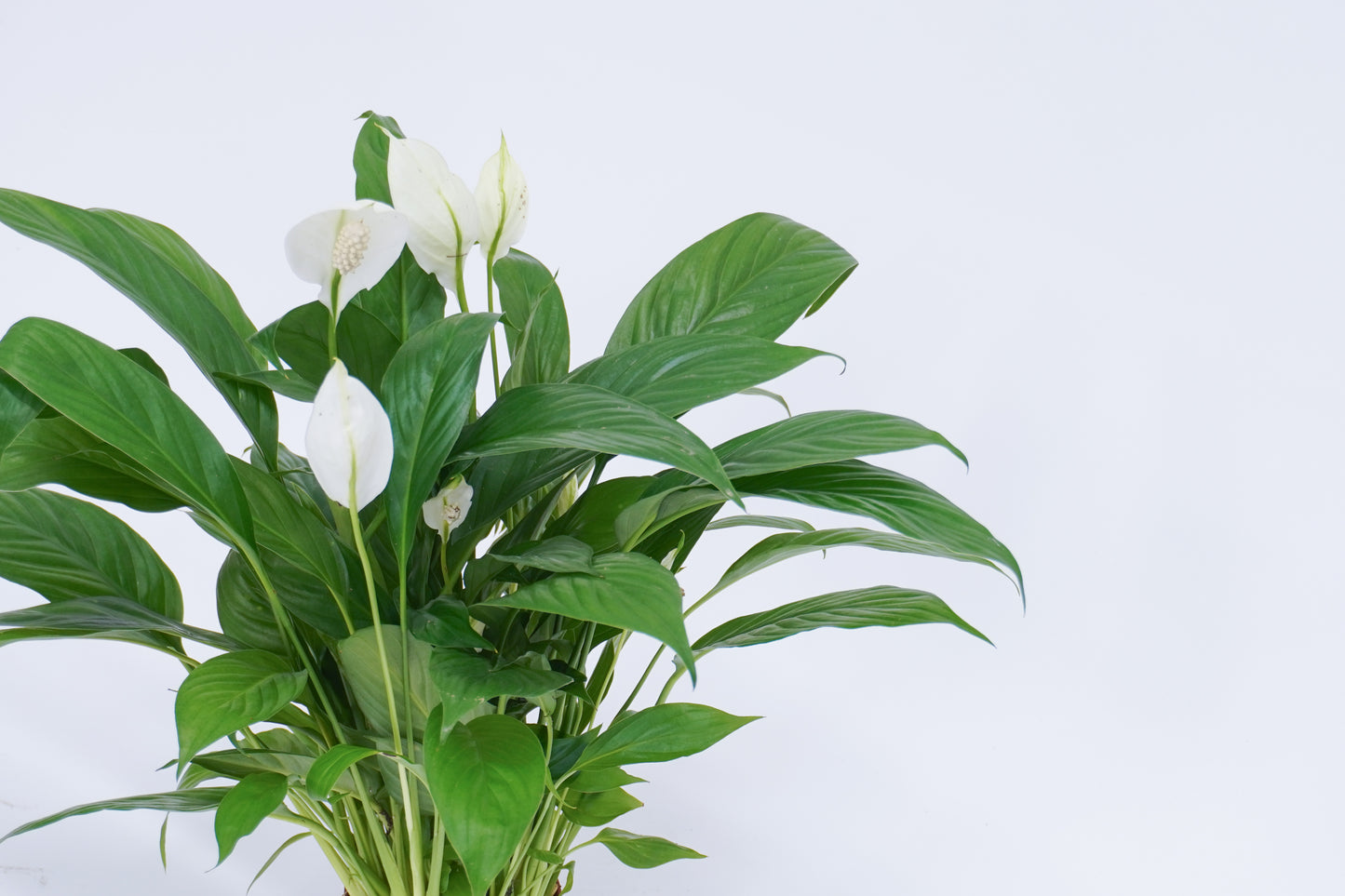 白掌 Spathiphyllum