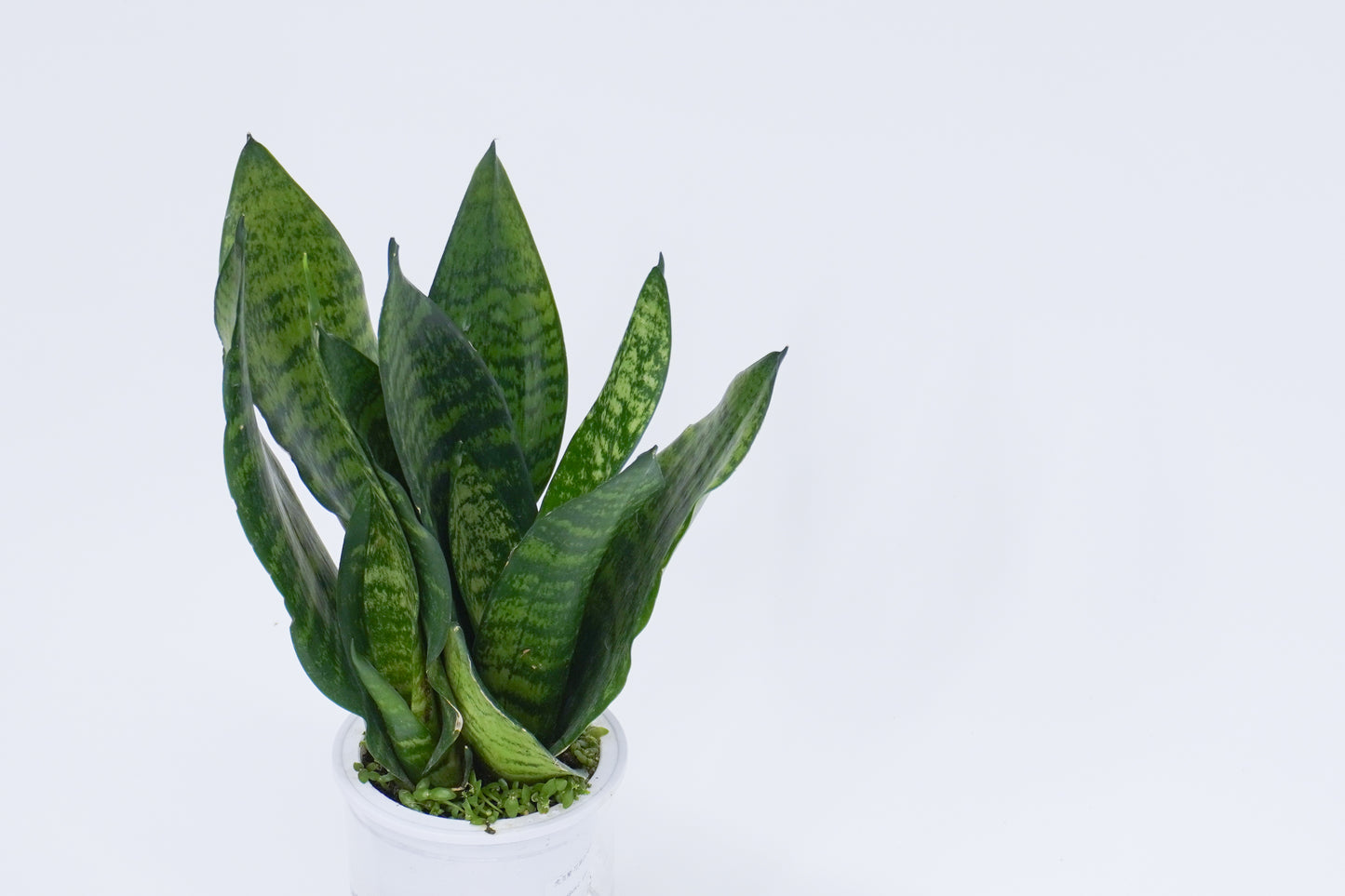 水培虎尾蘭 Sansevieria Trifasciata