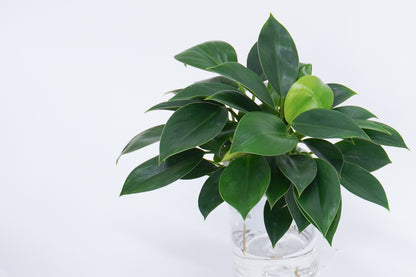 水培綠公主蔓綠絨 Philodendron 'Green Princess Grown hydroponically