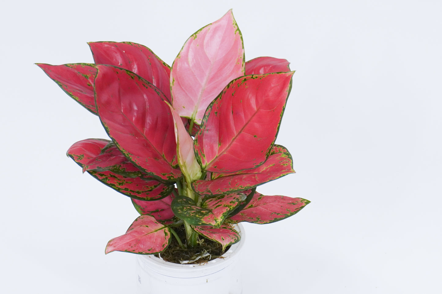 Aglaonema