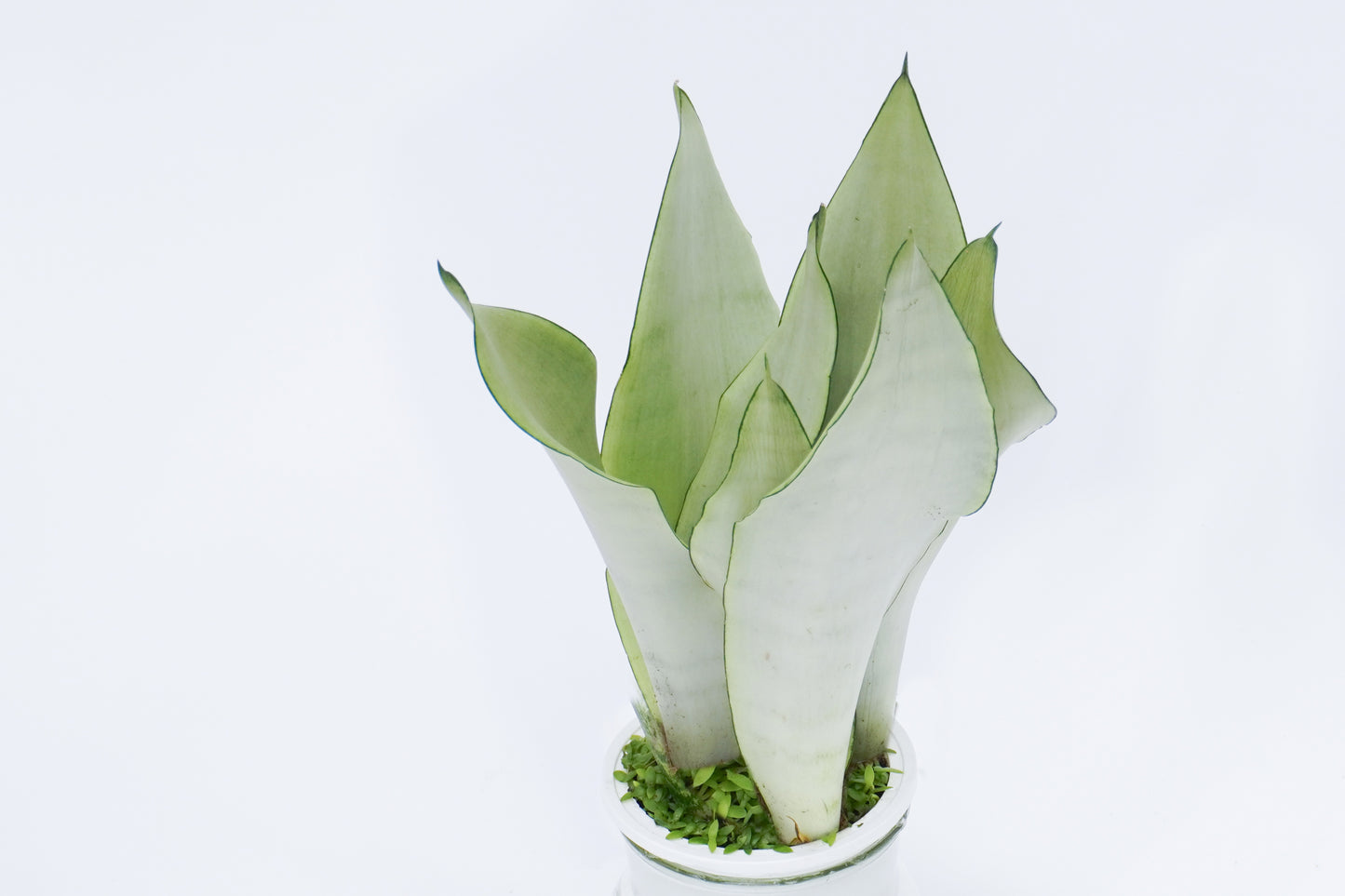 Sansevieria Trifasciata