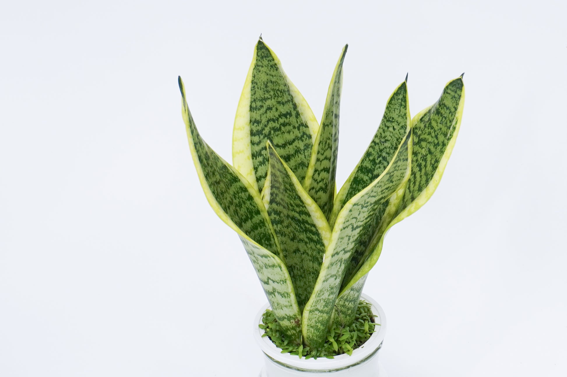 Sansevieria Trifasciata