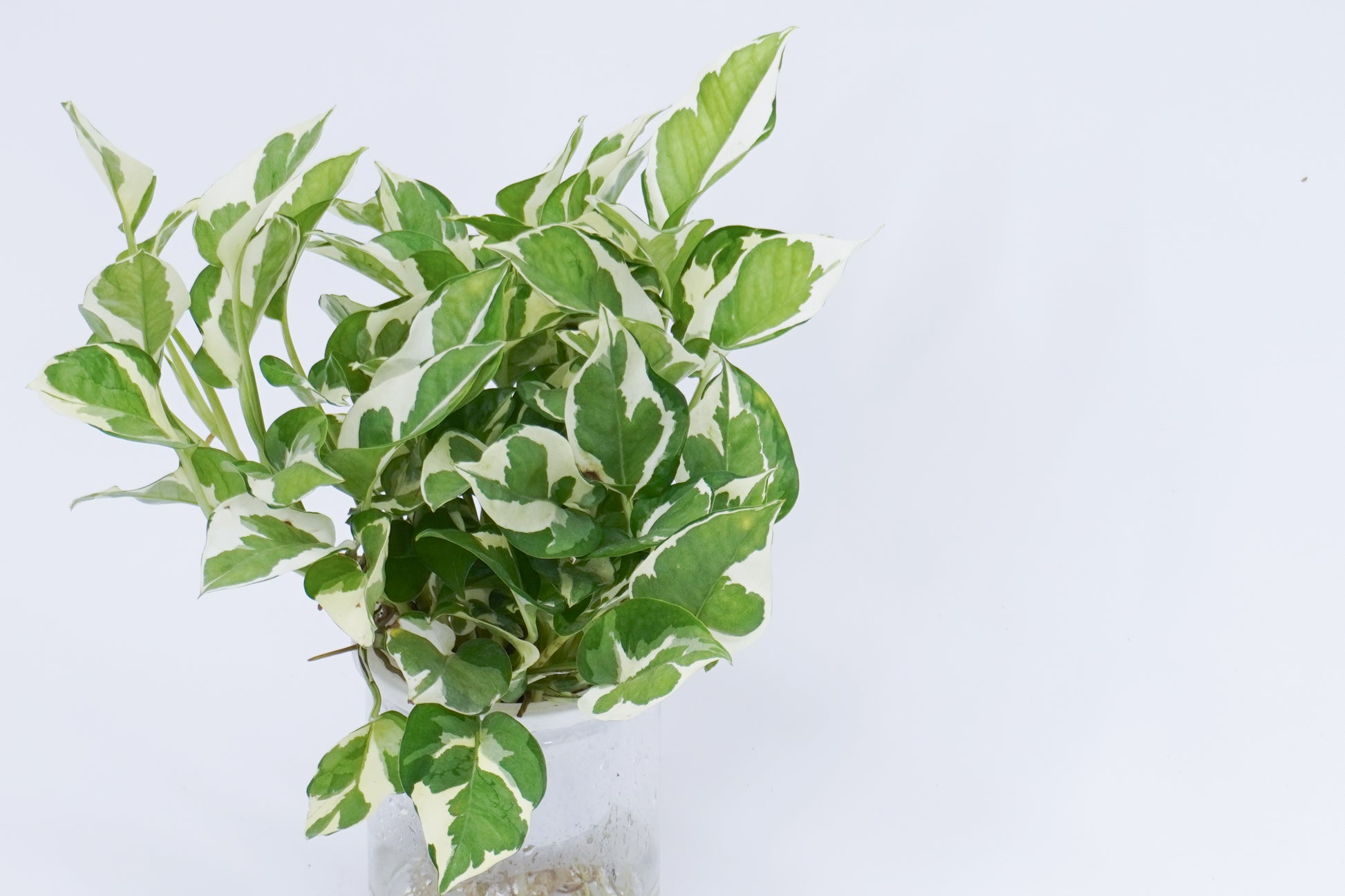 pothos 植物 觀葉植物水培白金葛Pearls and Jade Pothos – Wah King Garden Arts Co., Ltd