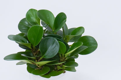 水培碧玉 Peperomia obtusifolia