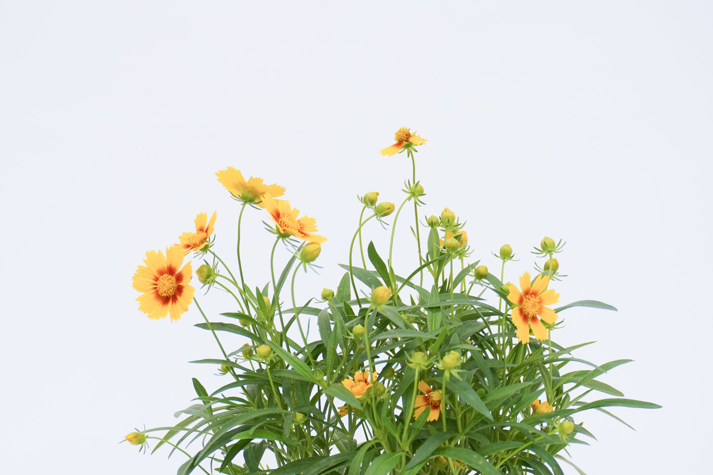 金雞菊 Coreopsis Basalis