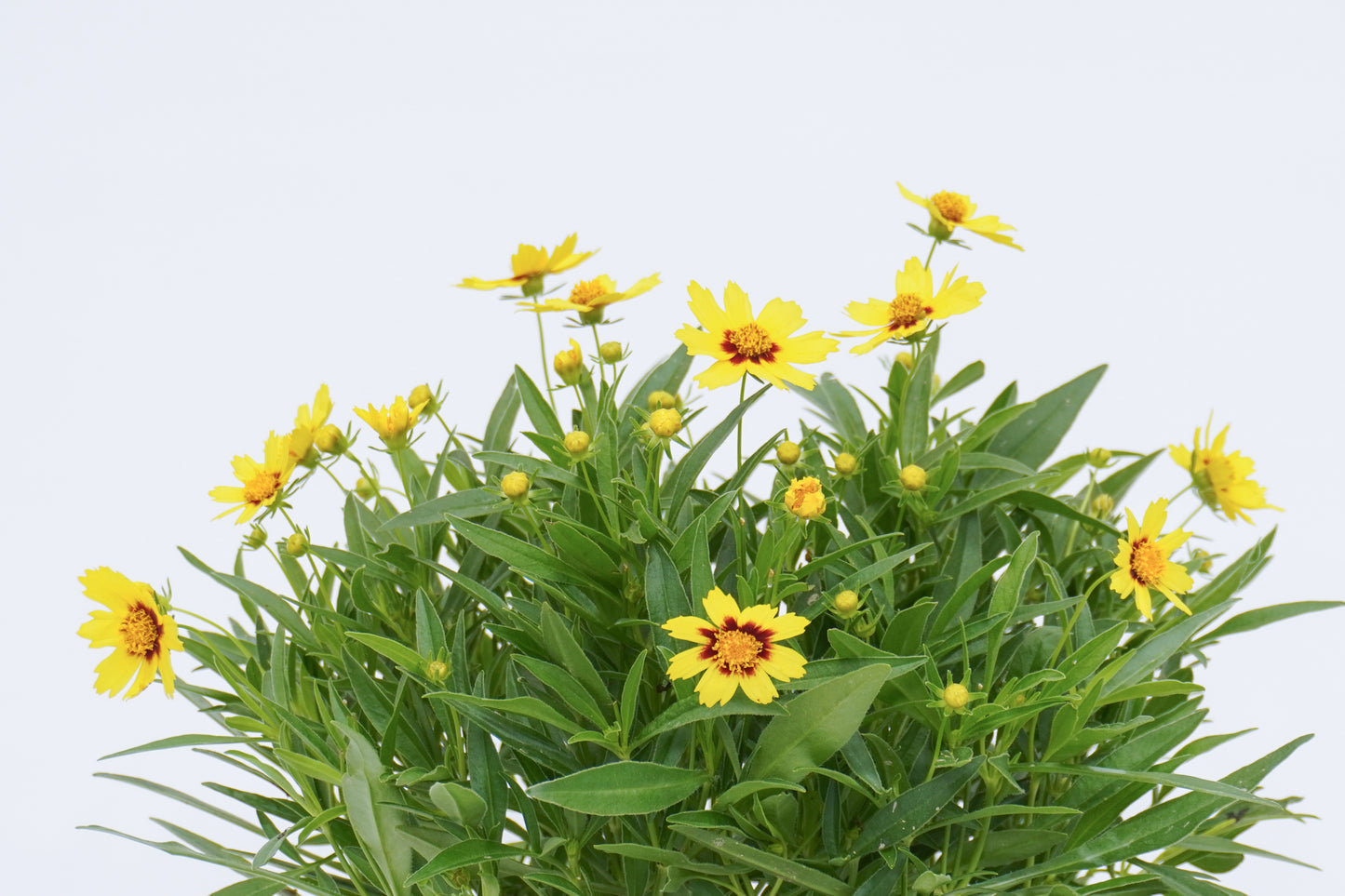 金雞菊 Coreopsis Basalis