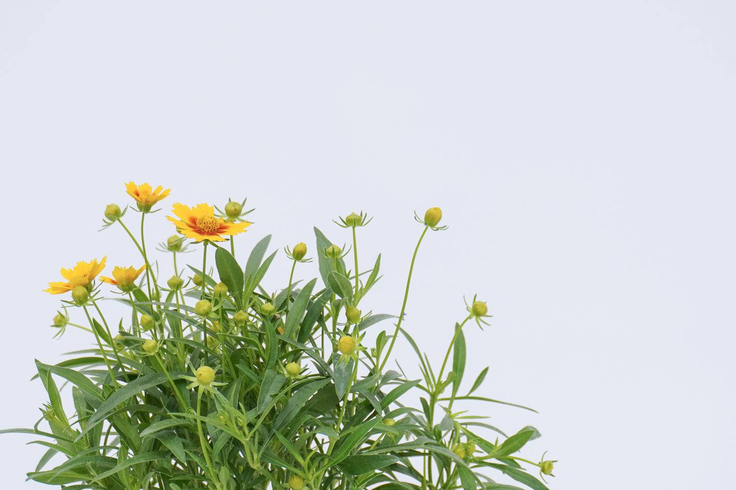 金雞菊 Coreopsis Basalis