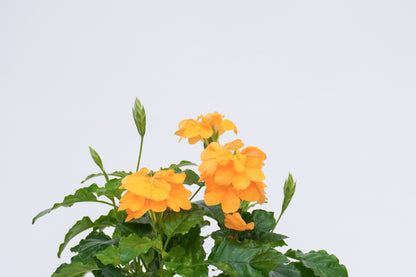 雀尾花 Crossandra Infundibuliformis