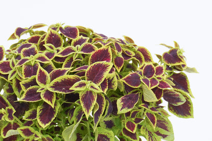 洋紫蘇 Coleus