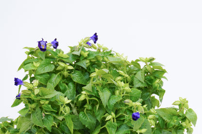 雀仔花 Torenia Fournieri