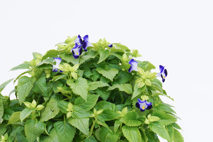 雀仔花 Torenia Fournieri