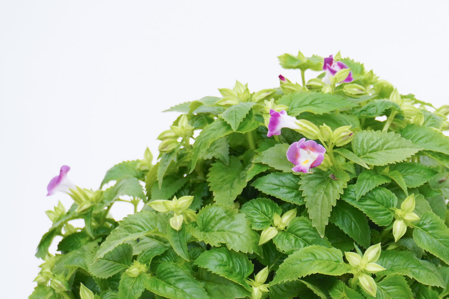 雀仔花 Torenia Fournieri